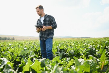 Wall Mural - Farmer checking crop in a sugar beet field. Agricultural concept