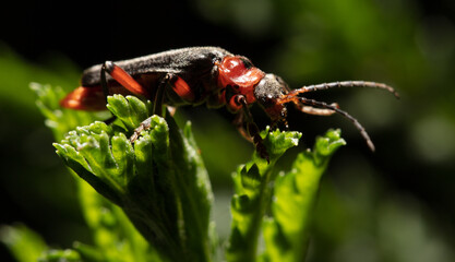 Sticker - Beetle on a green leaf in nature.