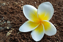 A Frangipani Flower That Blooms Yellow Falls On The Red Ground.