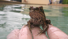 Cane Toad - Bufo Marinus, Native To Central And South America