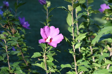 Wall Mural - Sunny Purple Flower