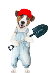 Poster - Jack russell terrier puppy farmer wearing overalls and red cap holds shovel. isolated on white background