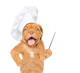 Aufkleber - Happy puppy wearing a chef's hat points away on empty space. isolated on white background