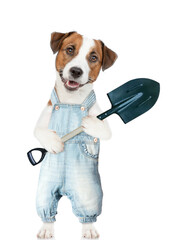 Poster - Jack russell terrier puppy farmer wearing overalls holds shovel. isolated on white background