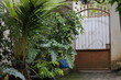 © Ahmad - taro leaves and some trees beside the house, near the gate.