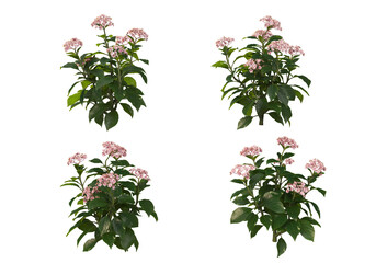 Wall Mural - Flowers on a transparent background
