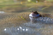 Płazy bezogonowe (Anura), niebieska żaba moczarowa (rana arvalis), skrzek,  ostre oko, bokeh  (2).