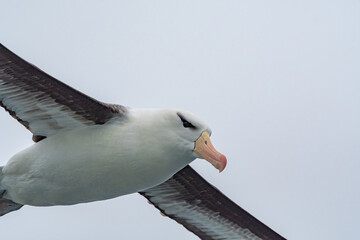 Wall Mural - Black-browed Albatross (Thalassarche melanophris) in South Atlantic Ocean, Southern Ocean, Antarctica