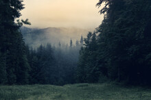Mystical Fog After Rain In A Dense Pine Forest. Harsh Dark Forest, Mountain Peaks In The Background