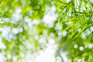 Wall Mural - fresh leaf bamboo in forest with sunshin