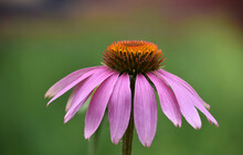 Close Up Of A Stunning Pink Coneflower Blooming And Flowering