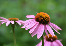 Garden With Flowering Pink Coneflower Blossoms In Bloom