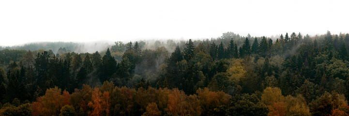 Poster - silhouette of forest against white sky - foggy dark forest