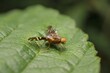 © Tomas - fly Rhagoletis on a leaf