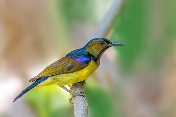 Wall Mural - Brown-throated sunbird or Plain-throated sunbird or Anthreptes malacensis, Beautiful small bird perching on branch with colorful background. Thailand