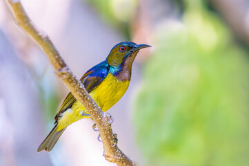 Wall Mural - Brown-throated sunbird or Plain-throated sunbird or Anthreptes malacensis, Beautiful small bird perching on branch with colorful background. Thailand