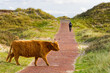A Scottish Highland cattle in the North Holland dune reserve crossing the trail. A biker in the background. Netherlands.