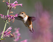 hummingbird with pink flowers