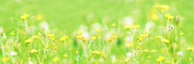 Background Of White And Yellow Summer Flowers On Green Grass Natural Blurred Background  Banner Soft Focus 
