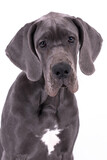 Fototapeta Zwierzęta - portrait of Blue Puppy Great Dane Dog