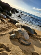 Sea Turtles Resting On The Beaches Of Maui, Hawaii