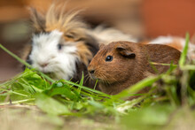 Portrait Of A Cute Guinea Eating Vegetables In Summer Outdoors, Cavia Porcellus