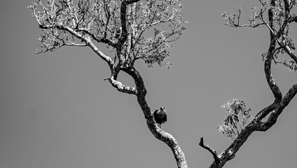 black and white photo of tree and eagles