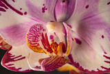 Fototapeta Storczyk - Storczyk falenopsis
