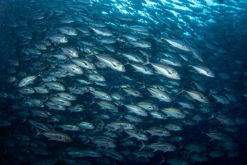 Wall Mural - Bigeye jacks near Malpelo island. Jack are swimming in big shoal. Marine life. 