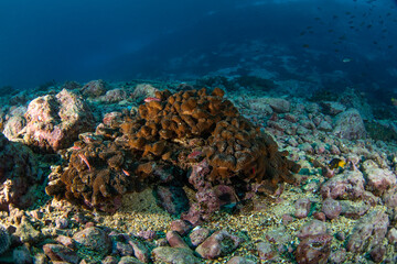 Poster - Scuba dive next to the Malpelo island. Garden on the ocean bottom.	