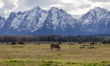 Fototapeta Konie - Wild Horse on a green grass field with American Mountain Landscape in Background. Grand Teton National Park, Wyoming, United States of America.