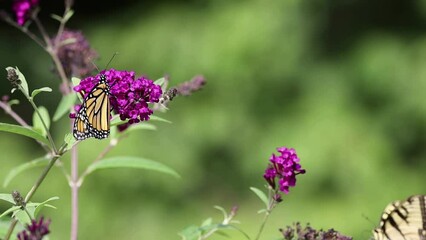 Wall Mural - Monarch butterfly, Danaus plexippuson, flapping wings on purple Butterfly Bush gets visit from Tiger Swallowtail 