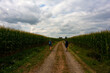 © bepsphoto - Pilgrims walking next to the corn field along the way of Saint Jacques du Puy