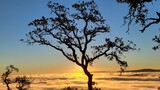Fototapeta Sawanna - tree in the sunset above the clouds