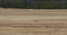 A Coyote Walking Through A Grass Plain In Yellowstone National Park