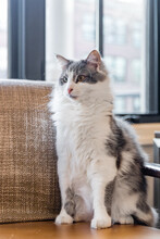 A Grey And White Cat Sitting On An Orange Armchair With Window Light Pouring In Behind It.