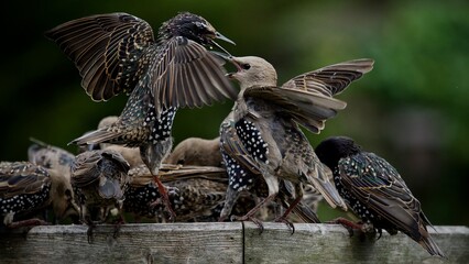 Poster - Starlings on a Bird Feeder