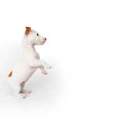 Wall Mural - jack russell terrier puppy on a white background. banner. place for inscription