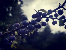 Blackthorn Berries On A Branch. Drops Of Water On The Fresh Healthy Sloe Berry Fruit After The Rain