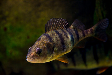 Wall Mural - Underwater photo of an European perch