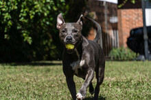Blue Nose Pit Bull Dog Playing In The Green Grassy Field. Sunny Day. Dog Having Fun, Running And Playing Ball. Selective Focus