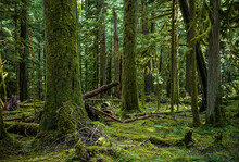Towering Trees In A Lush Green Rain Forest In The Pacific Northwest In Washington State
