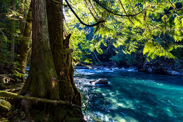 Wall Mural - clear turquoise water in Ruby Creek trail in North cascade national park in Washington state during summer