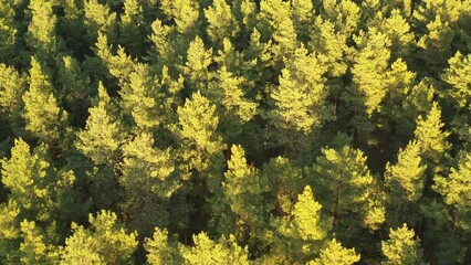 Wall Mural - Aerial View Of Green Pine Coniferous Forest In Landscape During Sunset In Spring. Top View From Attitude. Drone View Of European Woods At Springtime.