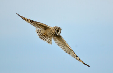  Owl flying 1
