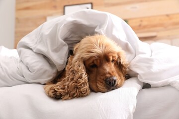 Cute English cocker spaniel covered with soft blanket on bed