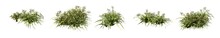 Set Of Grass Bushes Isolated On White. Dallisgrass. Paspalum Dilatatum. 3D Illustration