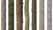 tree trunks isolated on white background
