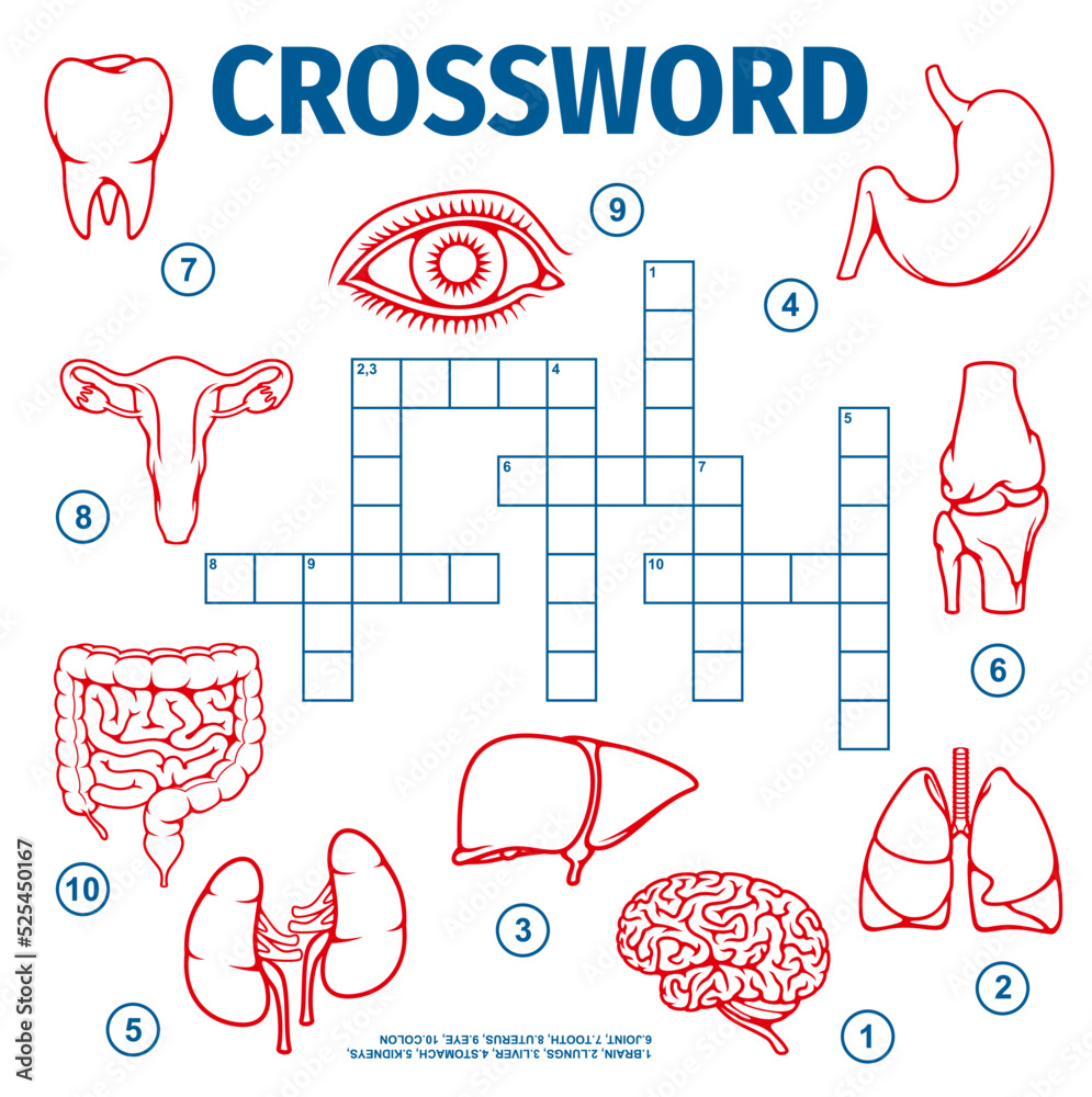 Uterus Riddles Human body organs and bones. Crossword grid. Find a word quiz game ...