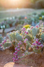 Flowering Desert Cactus In The Sunlight